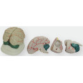The New Brain Anatomical Model